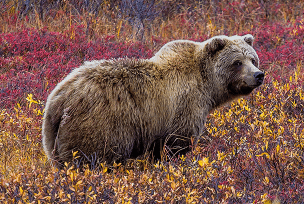 Alaska reizen - individueel en in groep, met selfdrives - Wild Alaska
